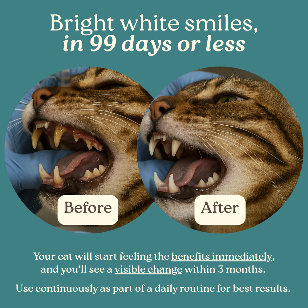 DentaCatz™ - Advanced Dental Blend