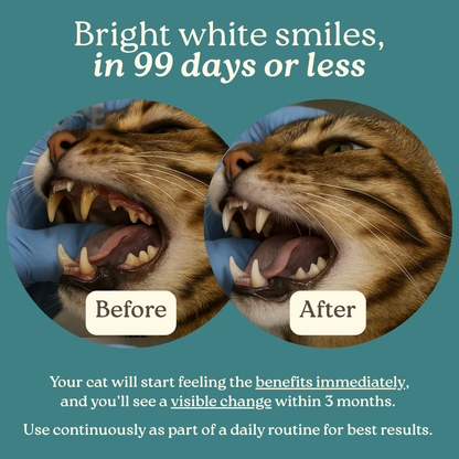 DentaCatz™ - Advanced Dental Blend